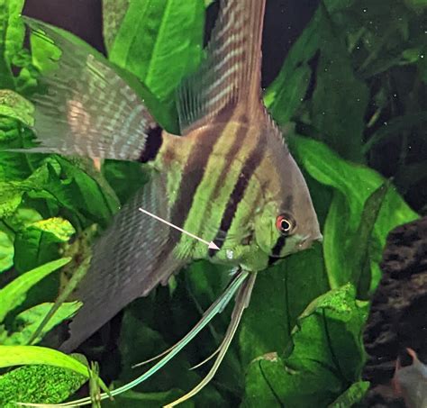 angelfish forum|angelfish society forums.